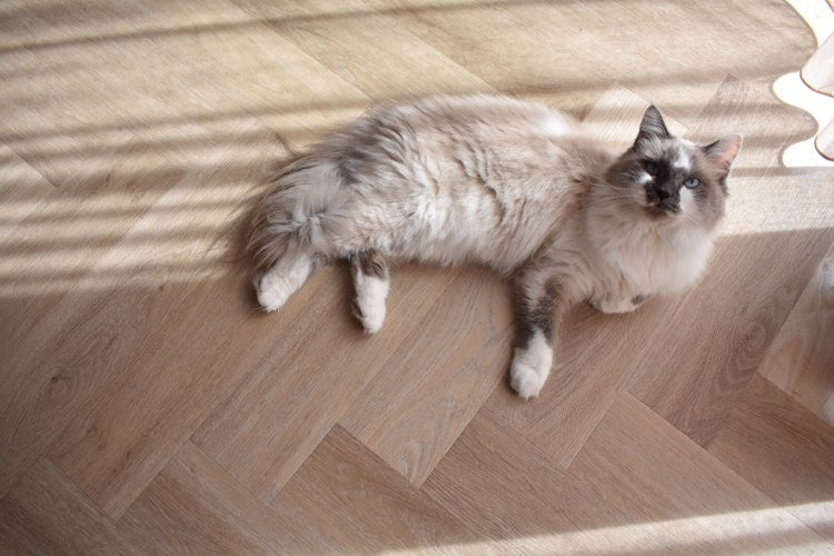 Ambiant Robusto Silent Rigid Click (Light Natural)