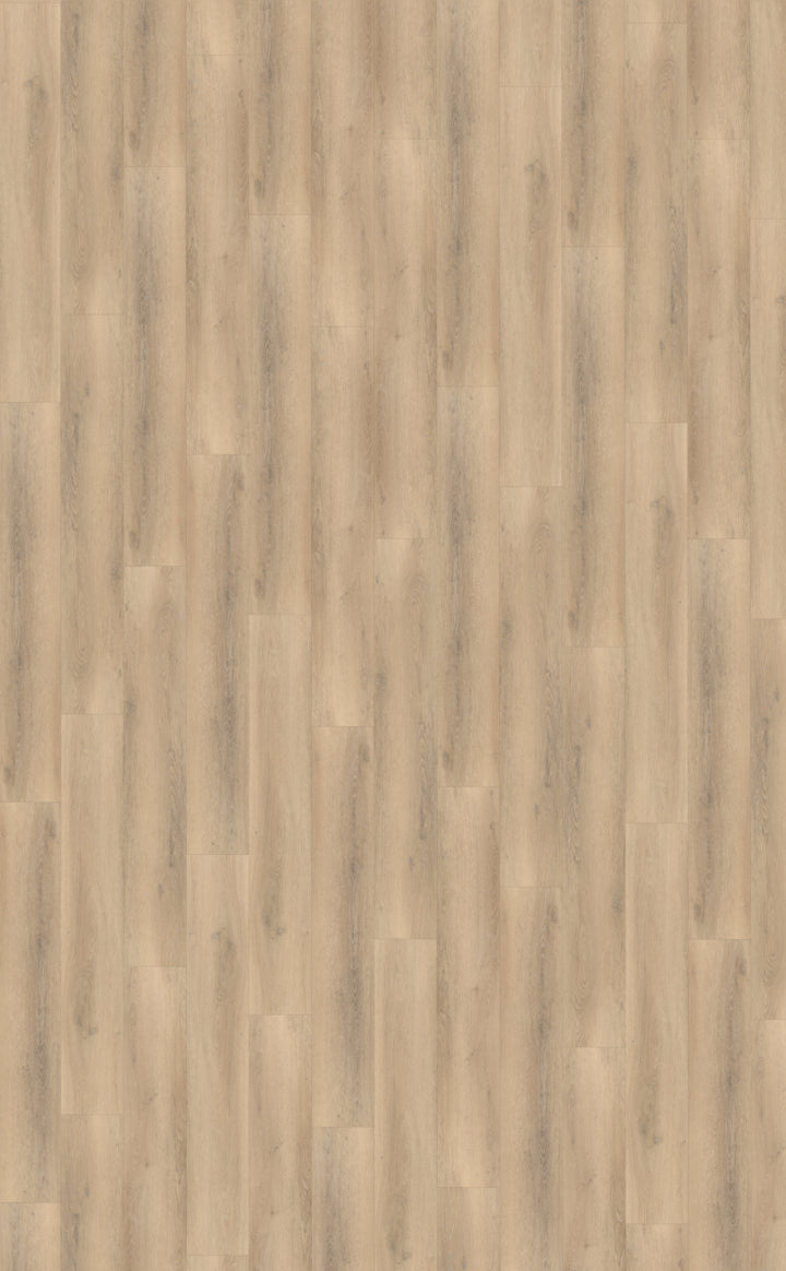 Belakos Palazzo 750 Rigid Click | Bruin