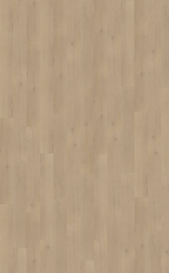 Belakos Palazzo 770 | Bruin