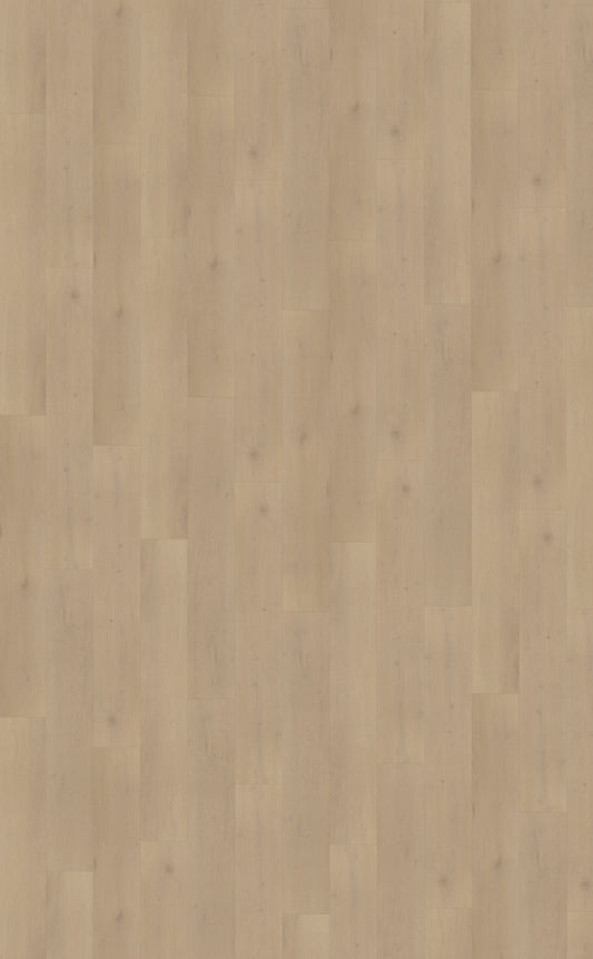 Belakos Palazzo 770 | Rigid Click | Bruin