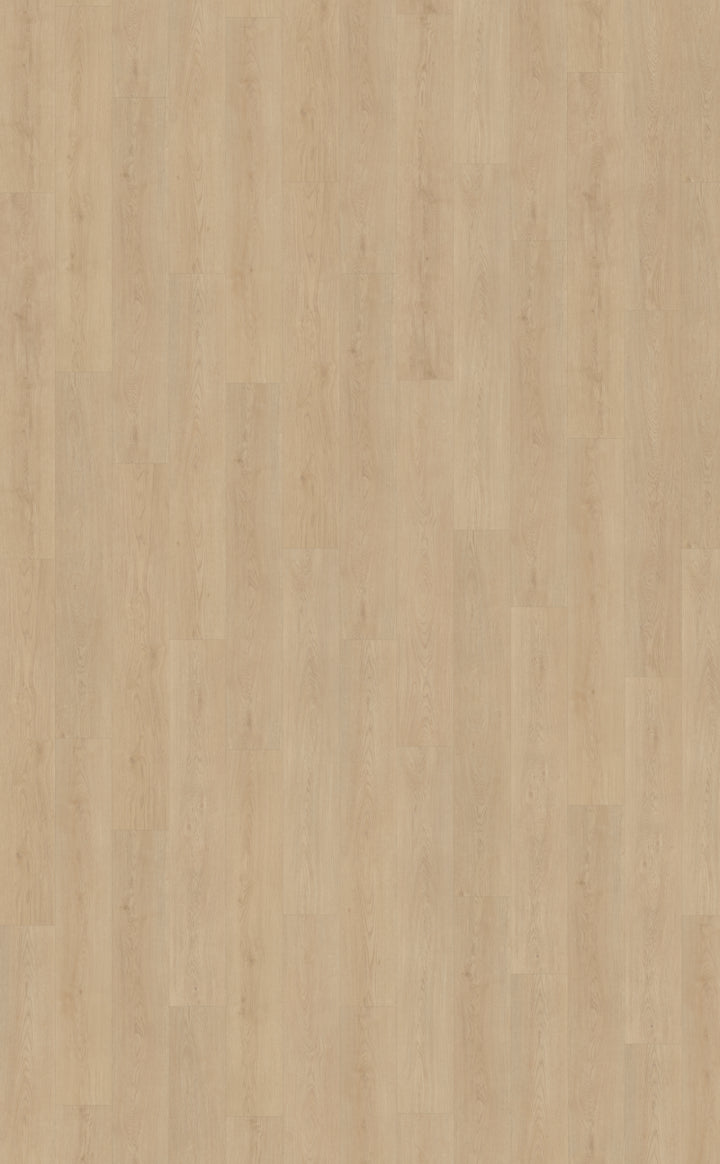 Belakos Monastro 920 | Rigid Click | Bruin