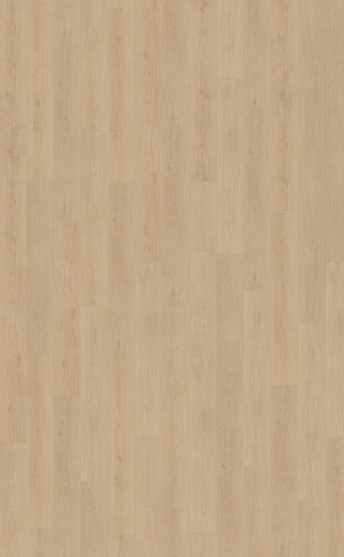 Belakos Monastro 920 | Rigid Click | Bruin
