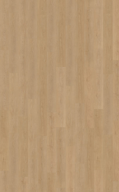 Belakos Monastro 930 | Rigid Click | Bruin