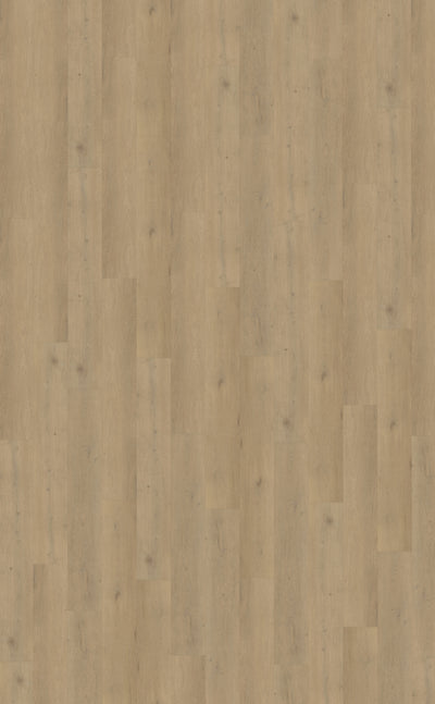Belakos Attico 870 | Rigid Click | Bruin