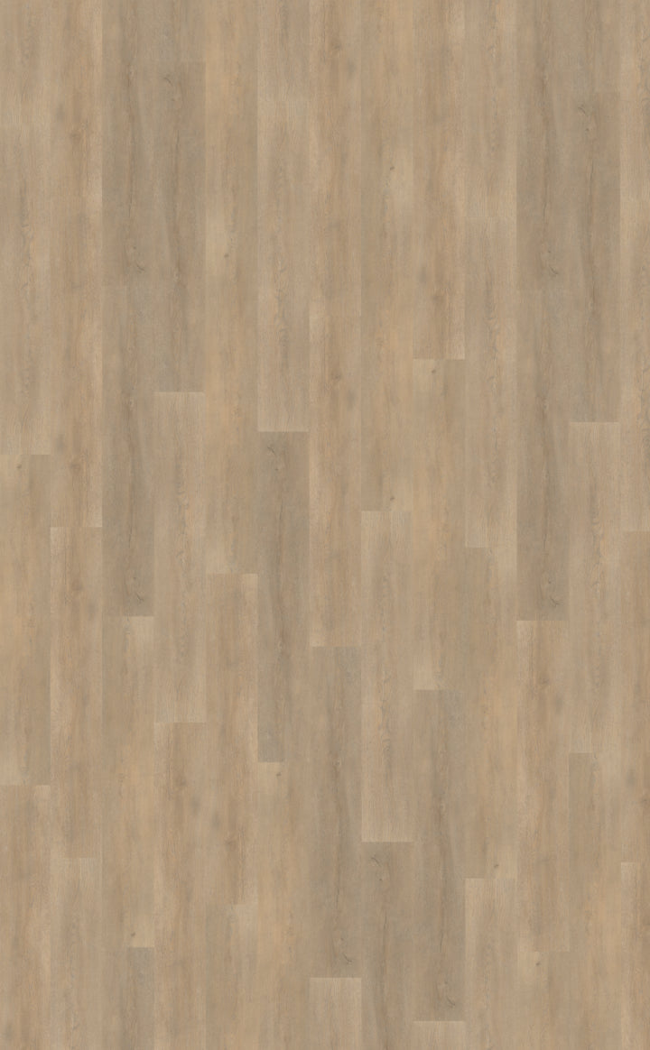 Belakos Palazzo 710 | Bruin