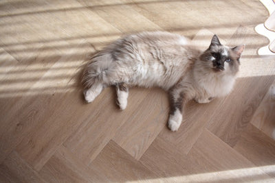 Ambiant Spigato Visgraat (Beige)
